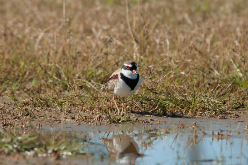 White-fronted dotterel