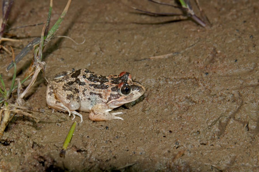 Long-thumbed frog
