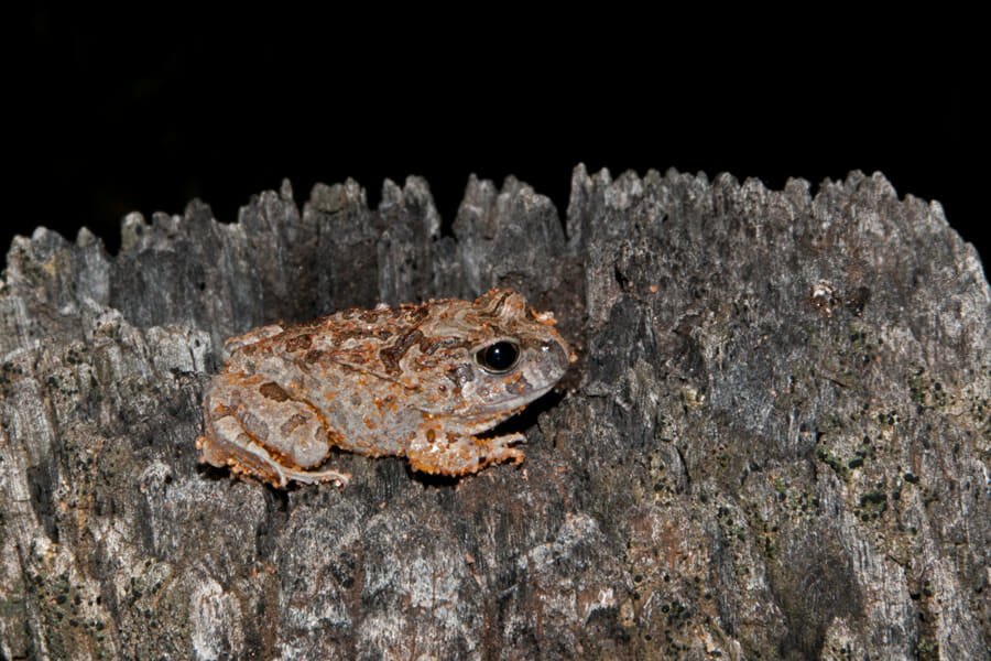 Ornate burrowning frog