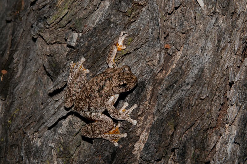 Master of camouflage - Perron's treefrog