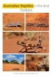 Australian reptiles in the arid outback