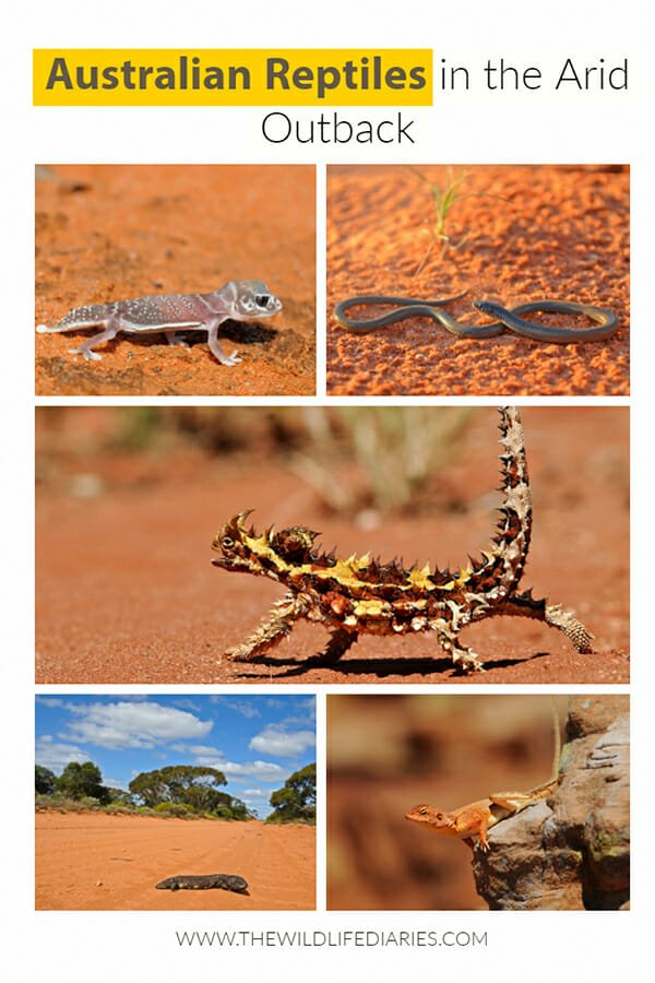 Australian reptiles in the arid outback