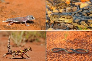 Australian Reptiles in the Arid Outback