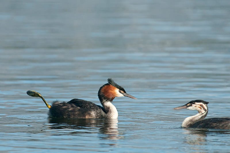Great Crested grebe with a young