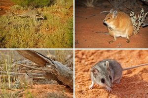 mammals of Australian outback