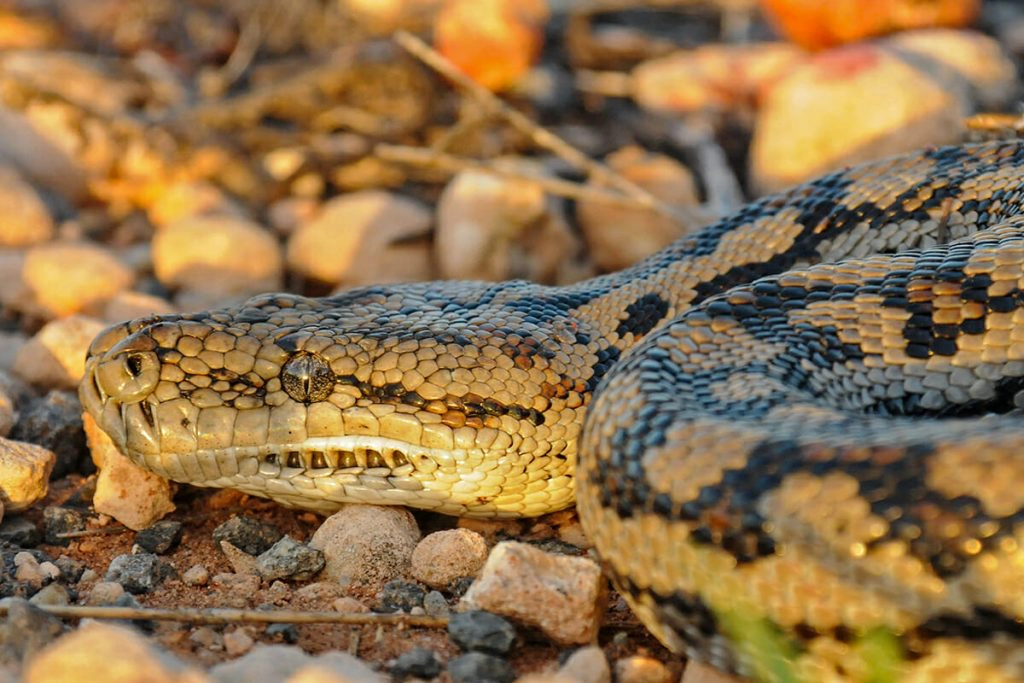 Murray Darling Python