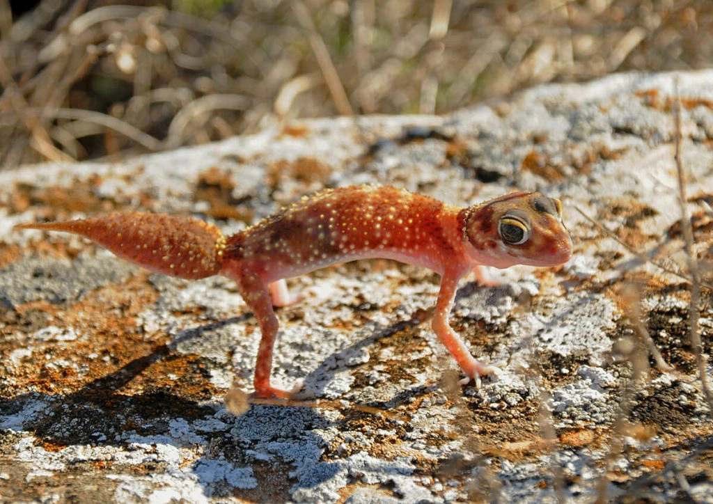 Australian geckos - Barking gecko