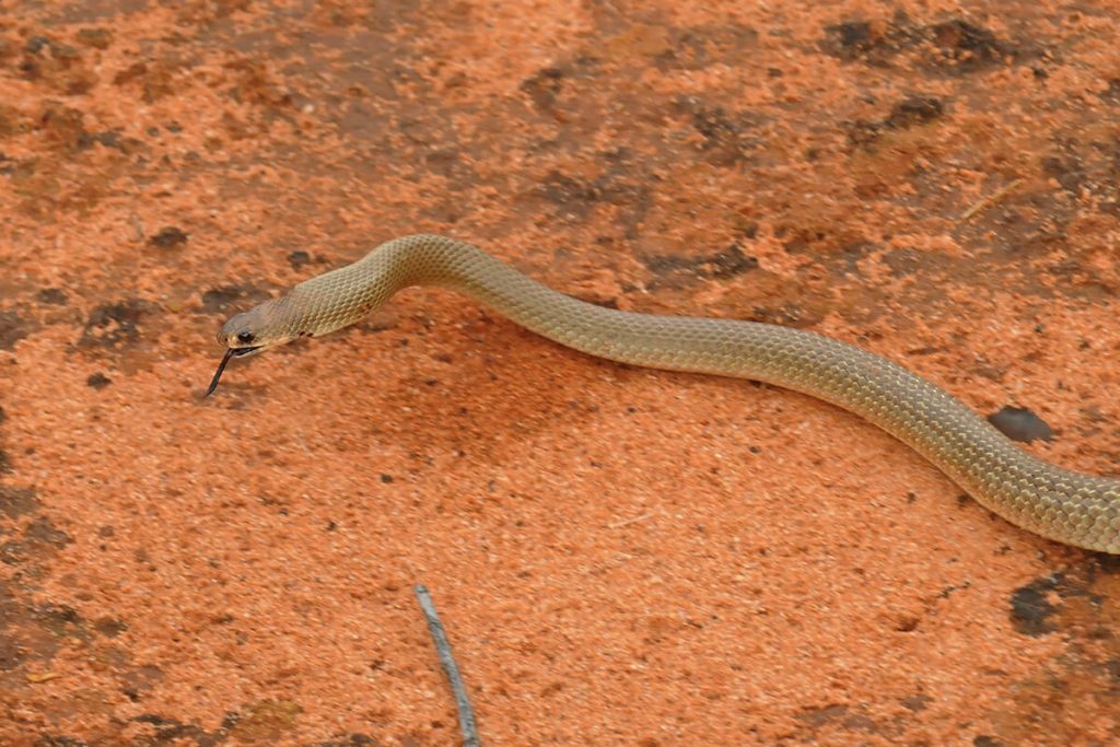 Australian snakes - Juvenile mulga