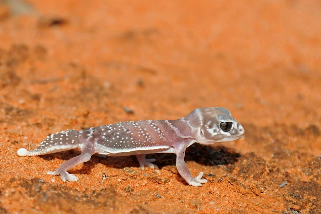 Knob-tailed gecko