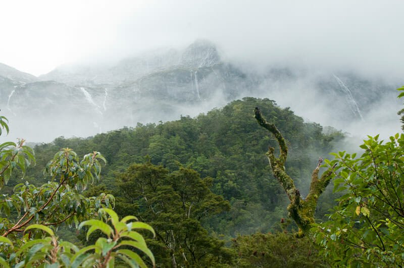 Misty rainforest at the Chasm