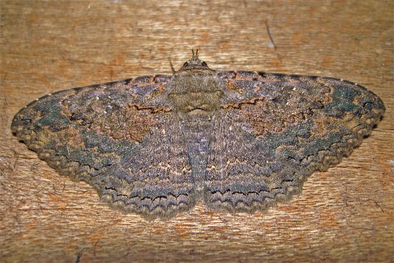 Moths of Thailand - Hypomecis cineracea