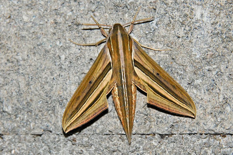 Moths of Thailand - Impatiens hawkmoth