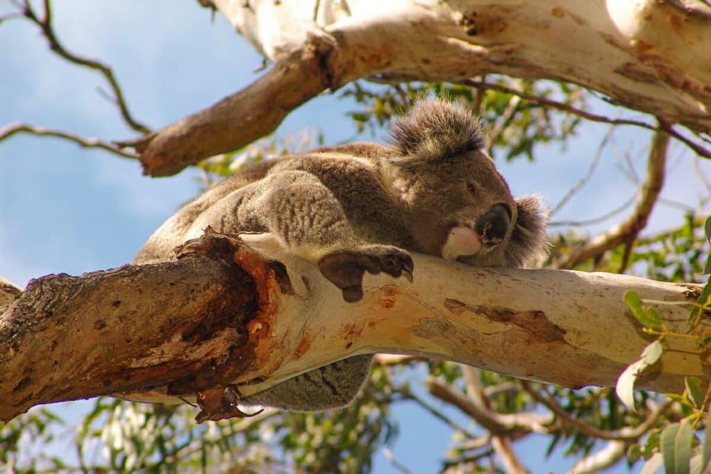 animals in the wild - koala sleeping in a tree