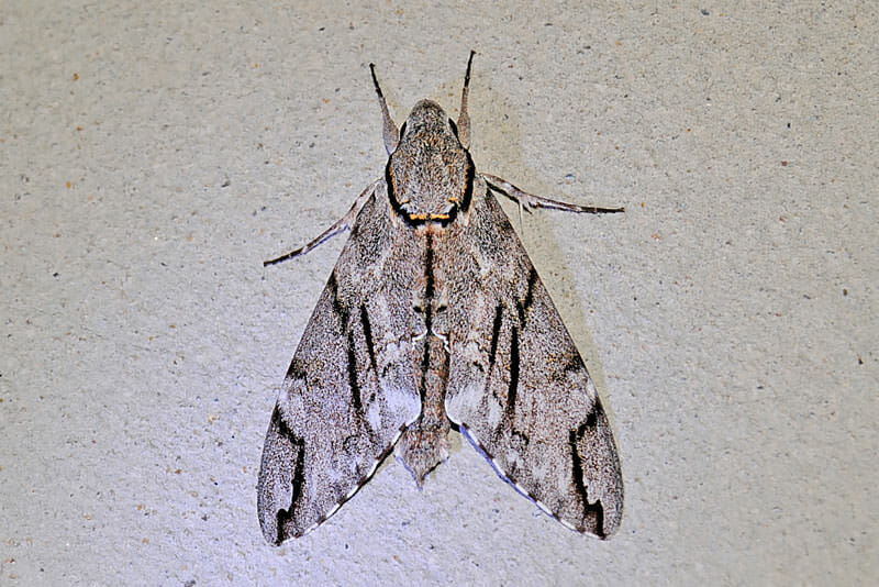 Moths of Thailand - Psilogramma increta