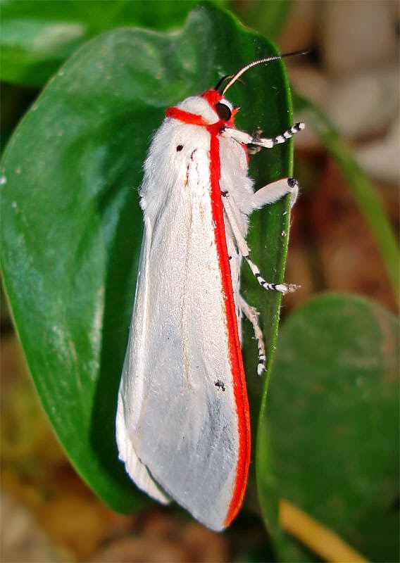 Moths of Thailand - Tiger moth