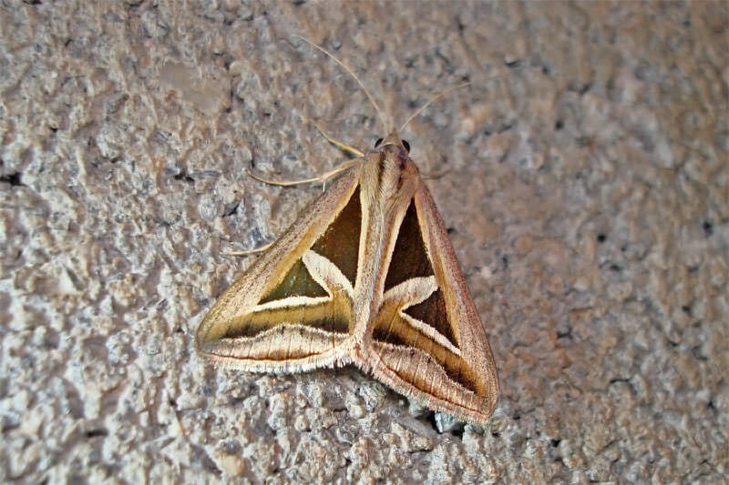 Moths of Thailand - Trigonodes hyppasia