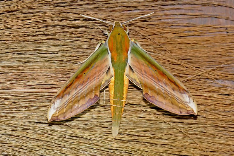 Moths of Thailand - Giant Arum hawkmoth