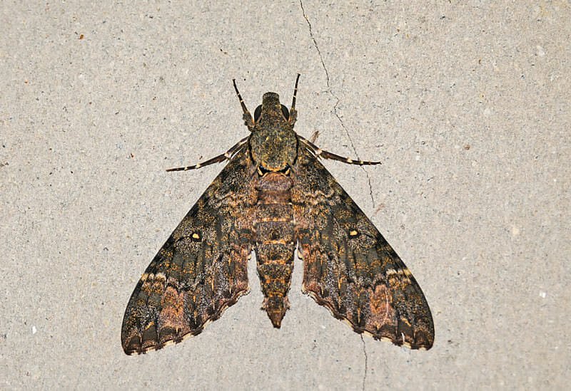 Moths of Thailand - Unidentified species