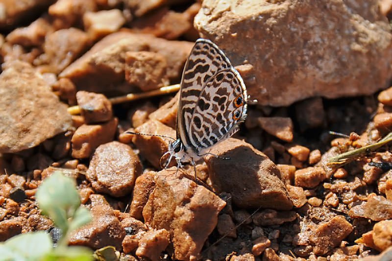 Butterflies of Thailand - Peablue