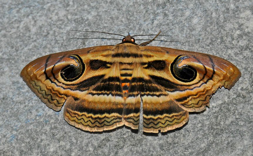 Moths of Thailand - Eyed rustic moth