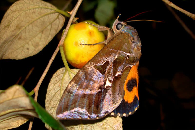 Moths of Thailand - Orange fruit piercer