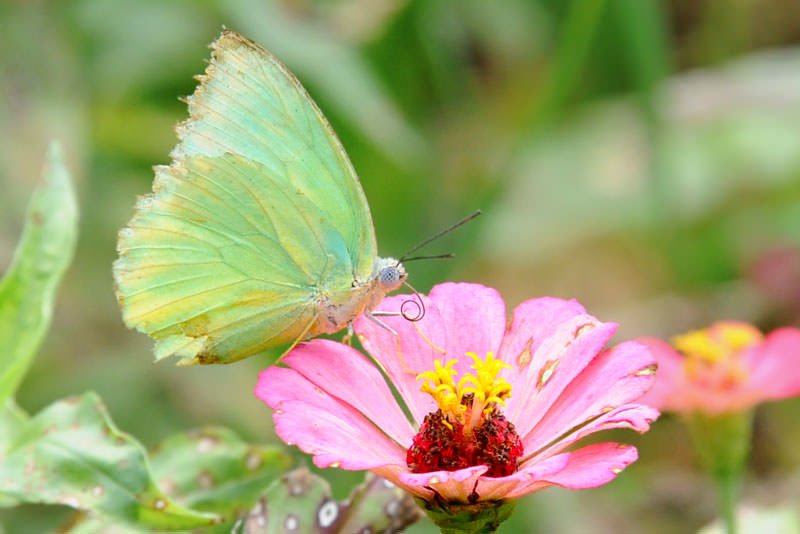 Butterflies of Thailand 