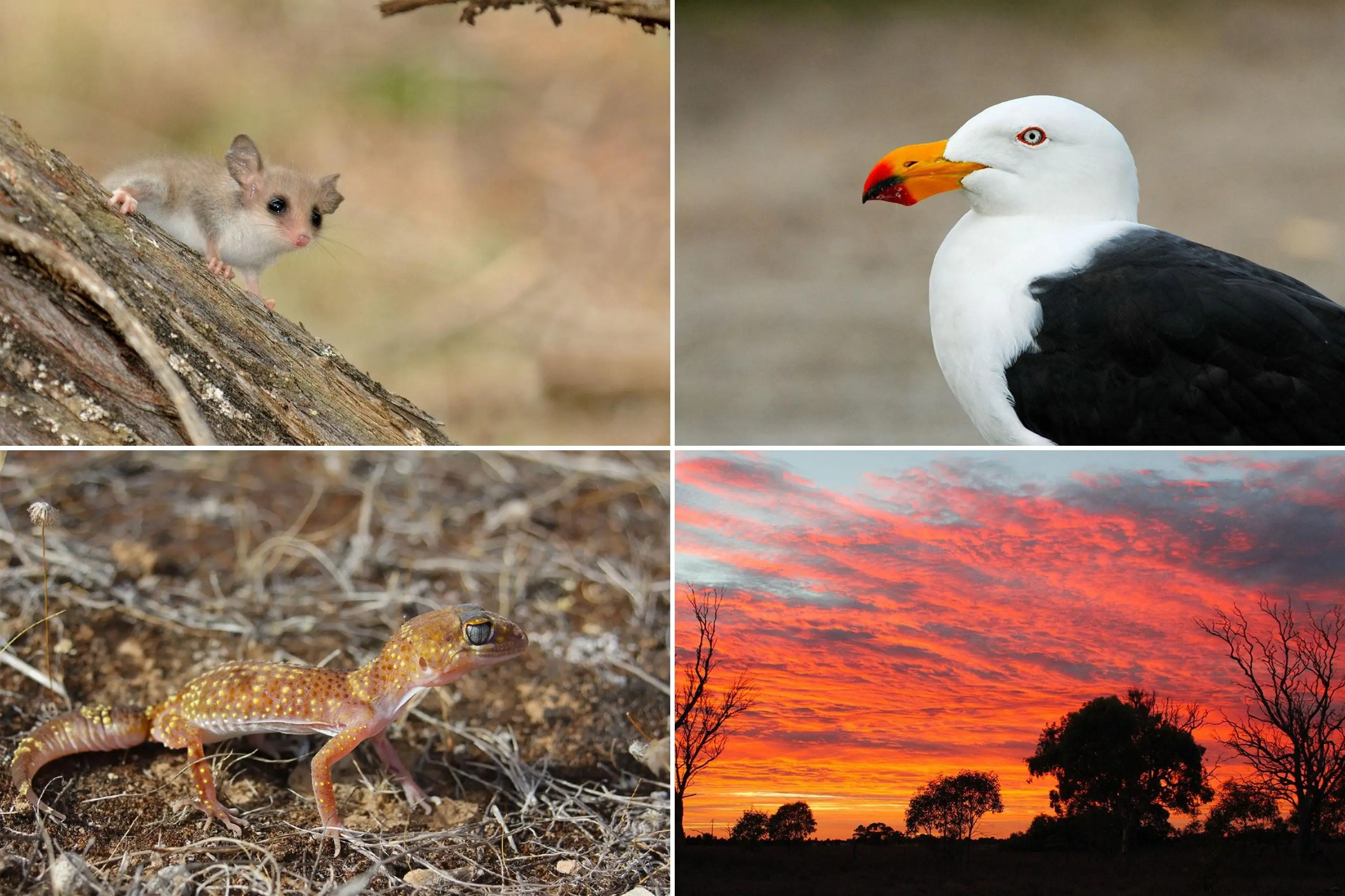 Wildlife of Eyre Peninsula