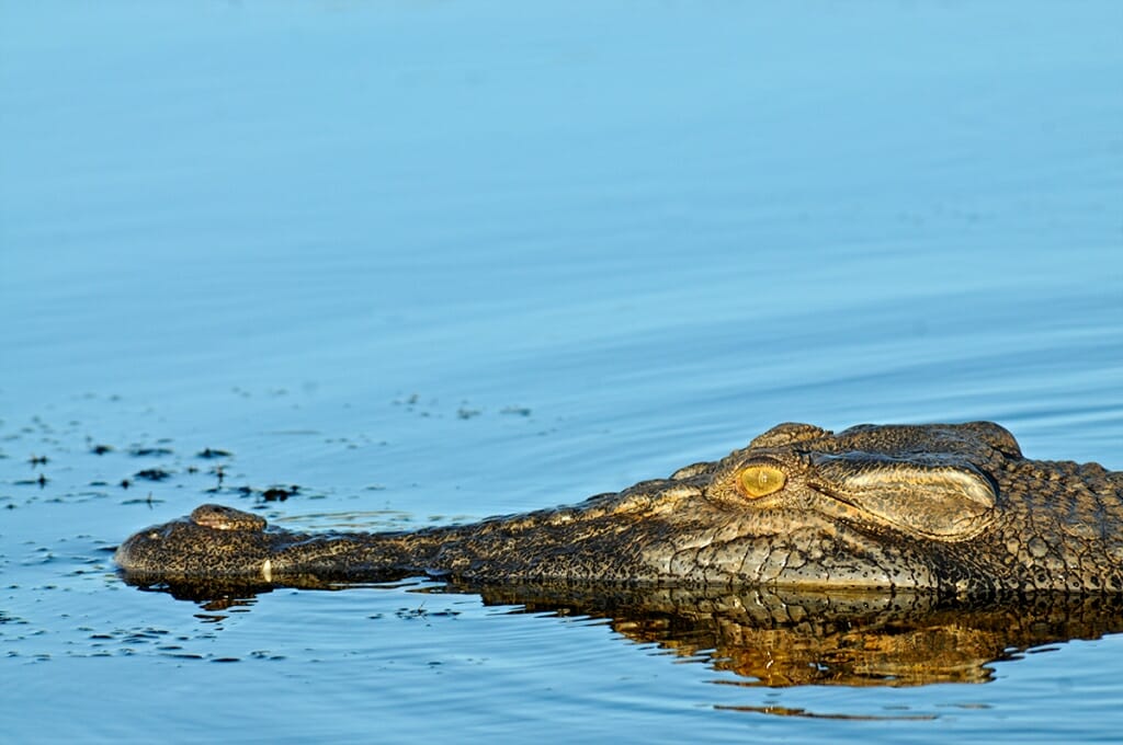 Adelaide to Darwin road trip - Kakadu animals - saltwater crocodile