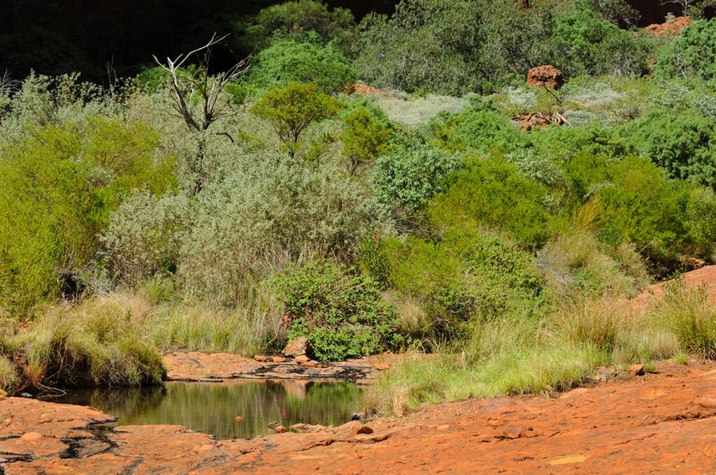 Small watering hole at the base of Uluru