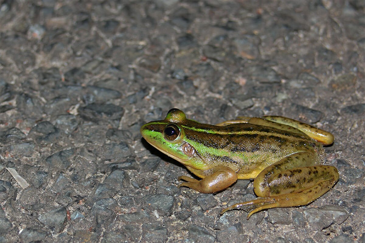 Dahl's aquatic frog in Kakadu