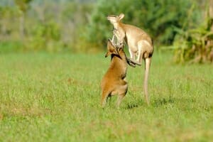 Agile wallabies in Mary River - part of Adelaide to Darwin road trip