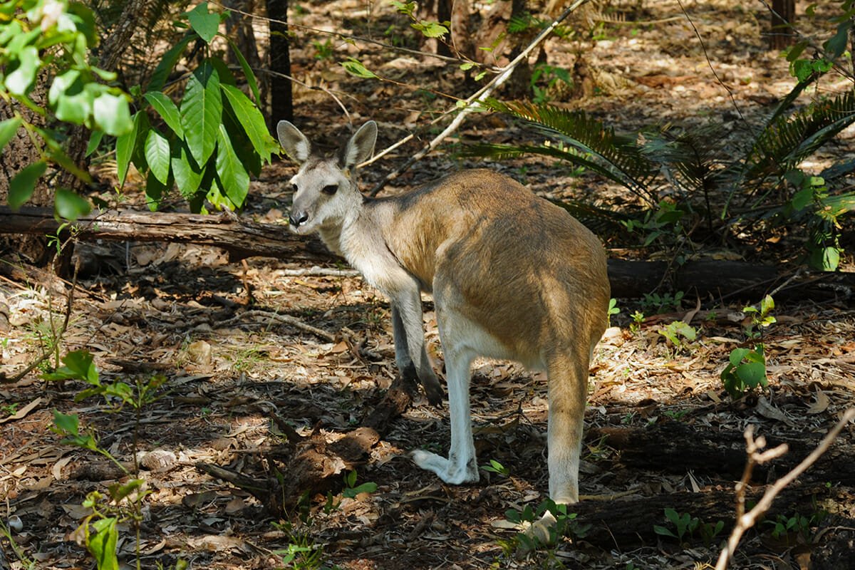 Antilopine Wallaroo at the Territory Park, Darwin