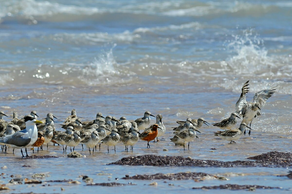 Great knot and red knots at Lee Point, Darwin