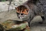 flat-headed cat in Borneo