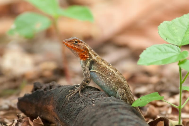 Wildlife of Riu Guanacaste Resort - bellied Spiny Lizard 