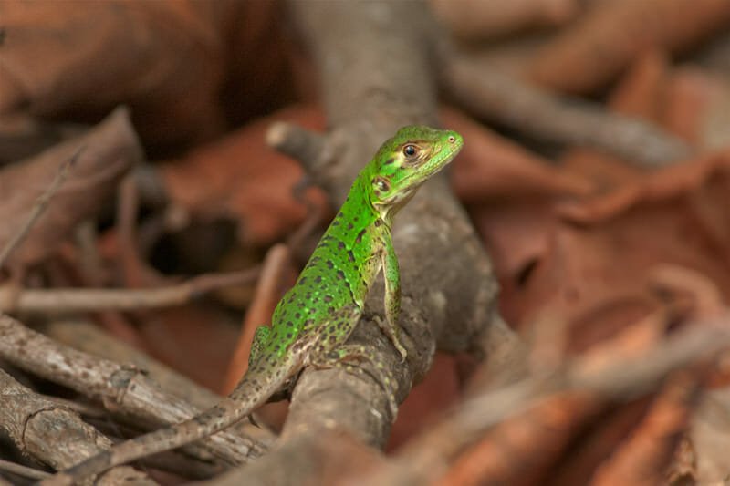 Wildlife of Riu Guanacaste Resort - young Green iguana 