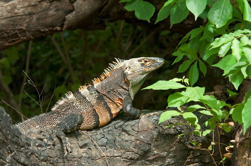 Wildlife of Riu Guanacaste Resort - Ctenosaur