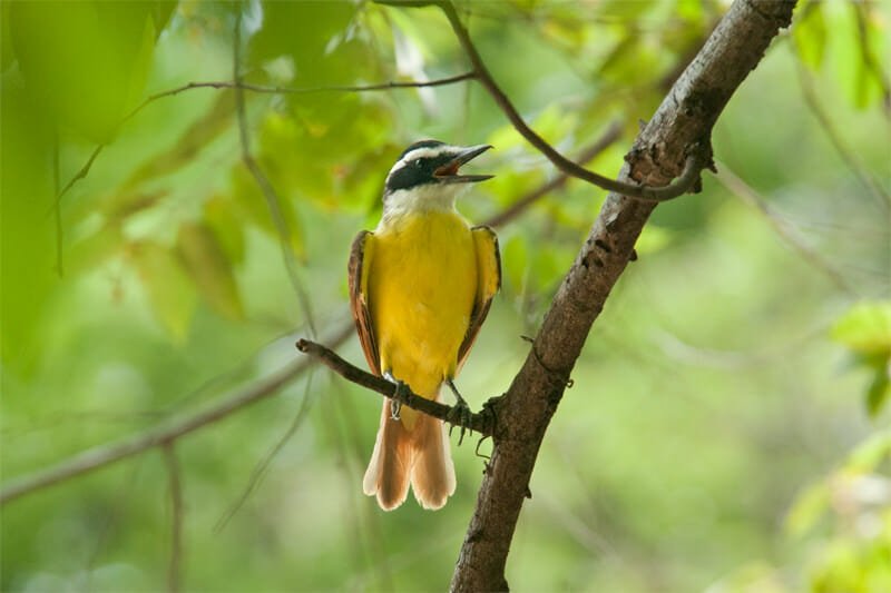 Wildlife of Riu Guanacaste Resort - Great kiskadee