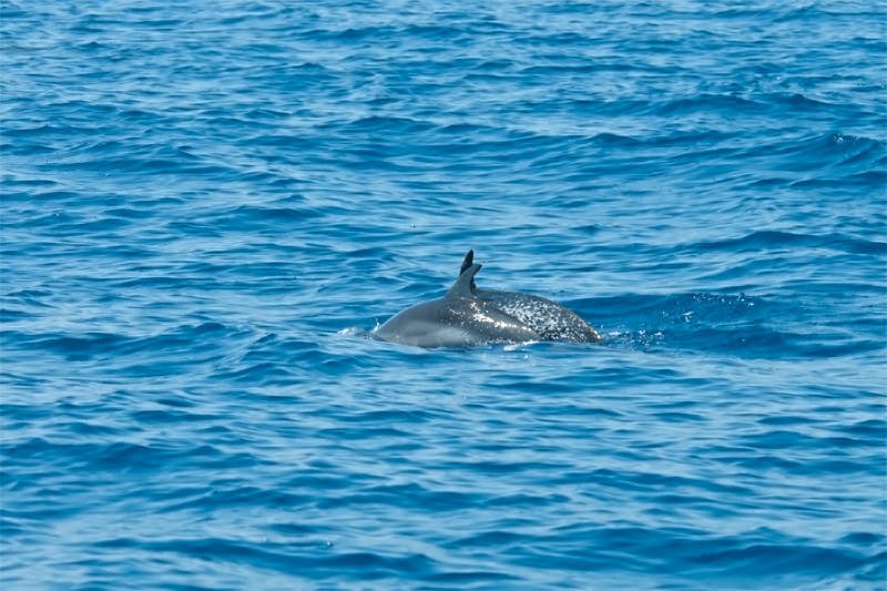 Spotted dolphins in Drake Bay