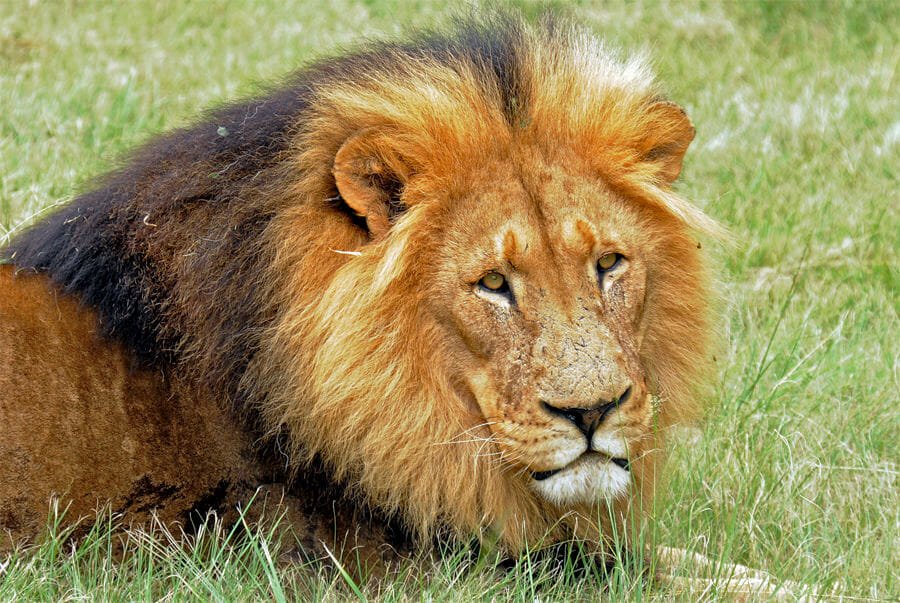 Lion in Kruger National Park