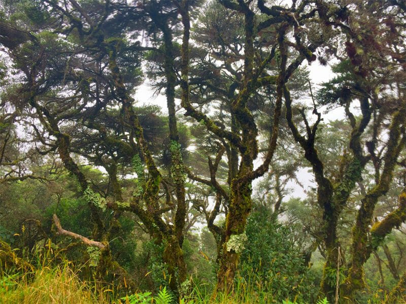 cloud forest along costa rica's continental divide