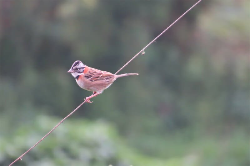 Rufous-collared sparrow in costa rica