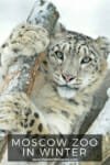 Moscow Zoo in Winter #snowleopard #siberiantiger #animalsinthesnow