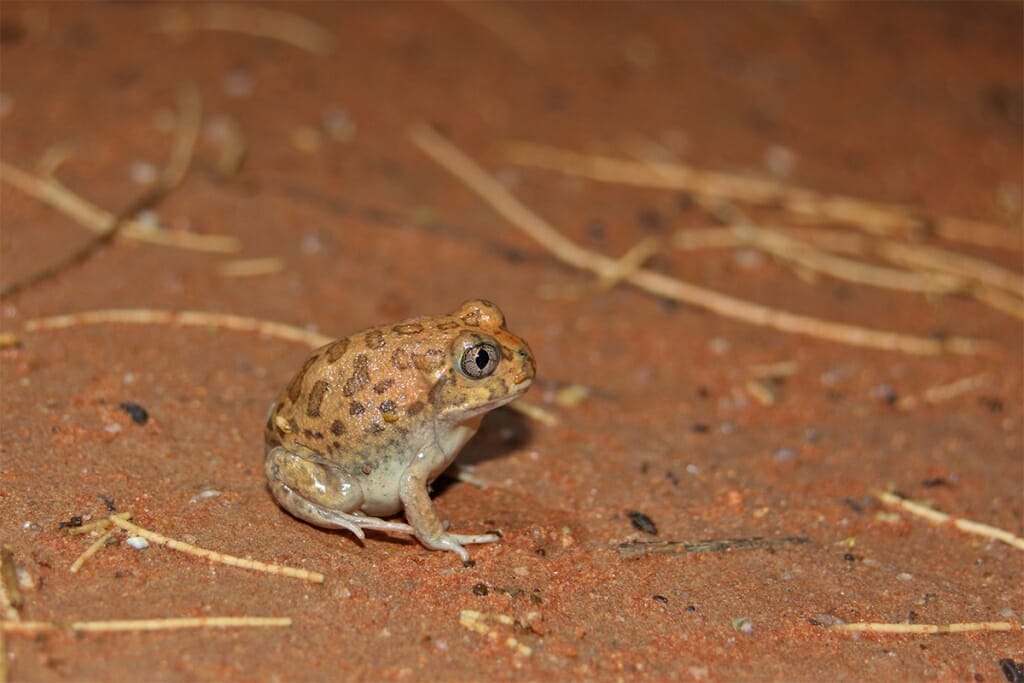 desert burrowing frog in Old Andado