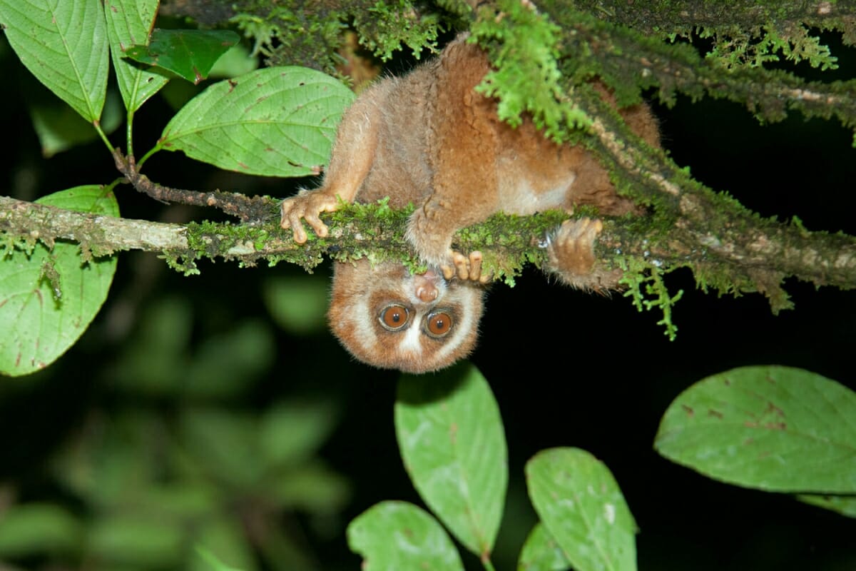 Kinabatangan River cruise - close encounters with Borneo wildlife