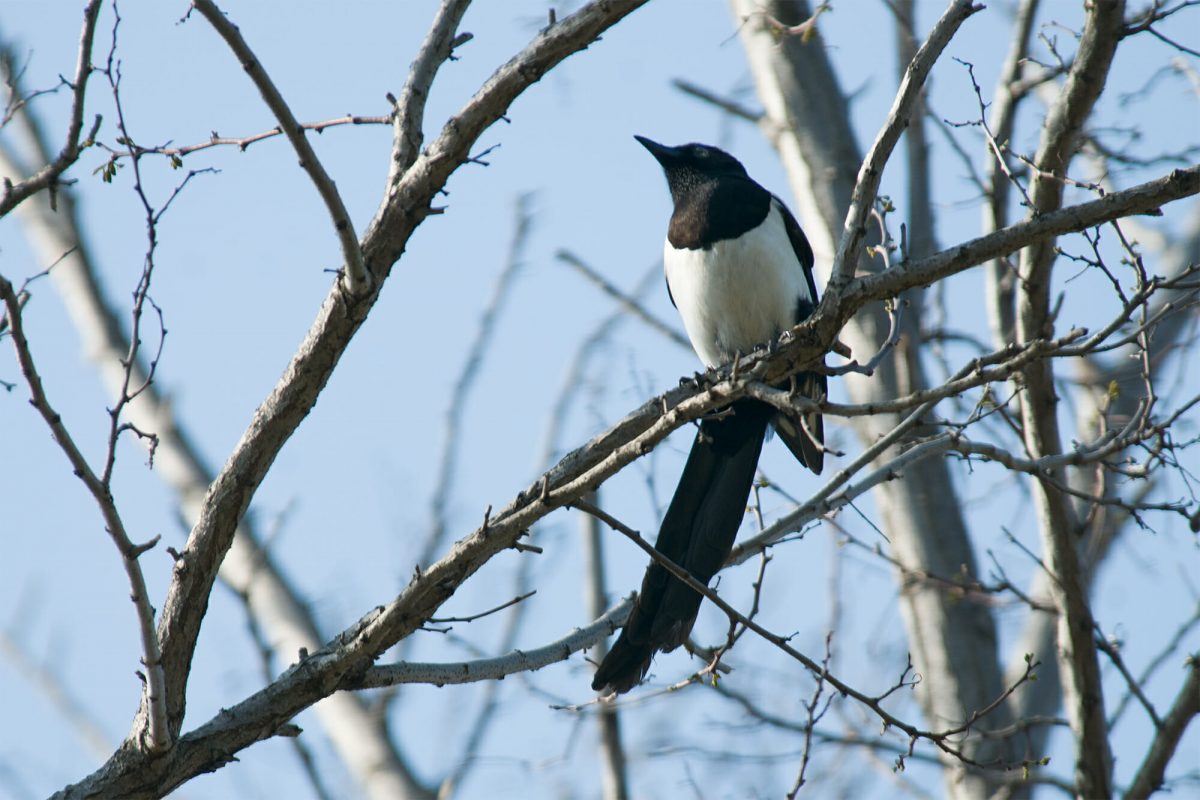 Istanbul birds - black-billed magpie