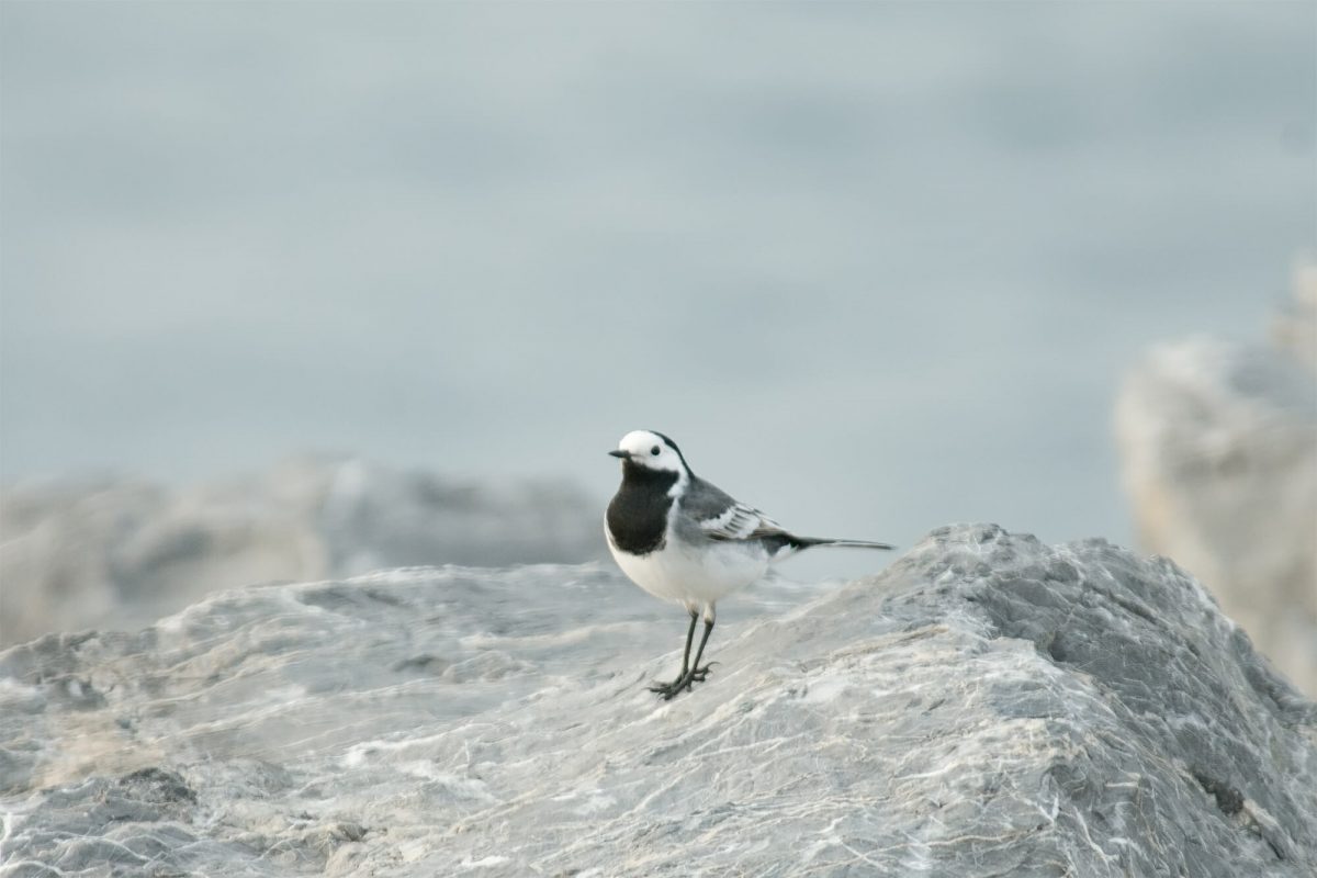 Birds of Istanbul - white wagtail