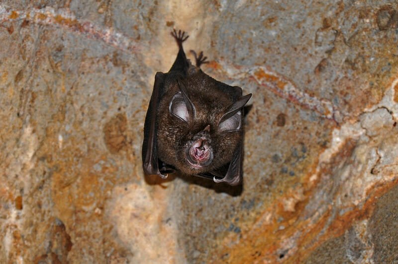 horseshoe bat in a temple cave in Khao Yai National Park