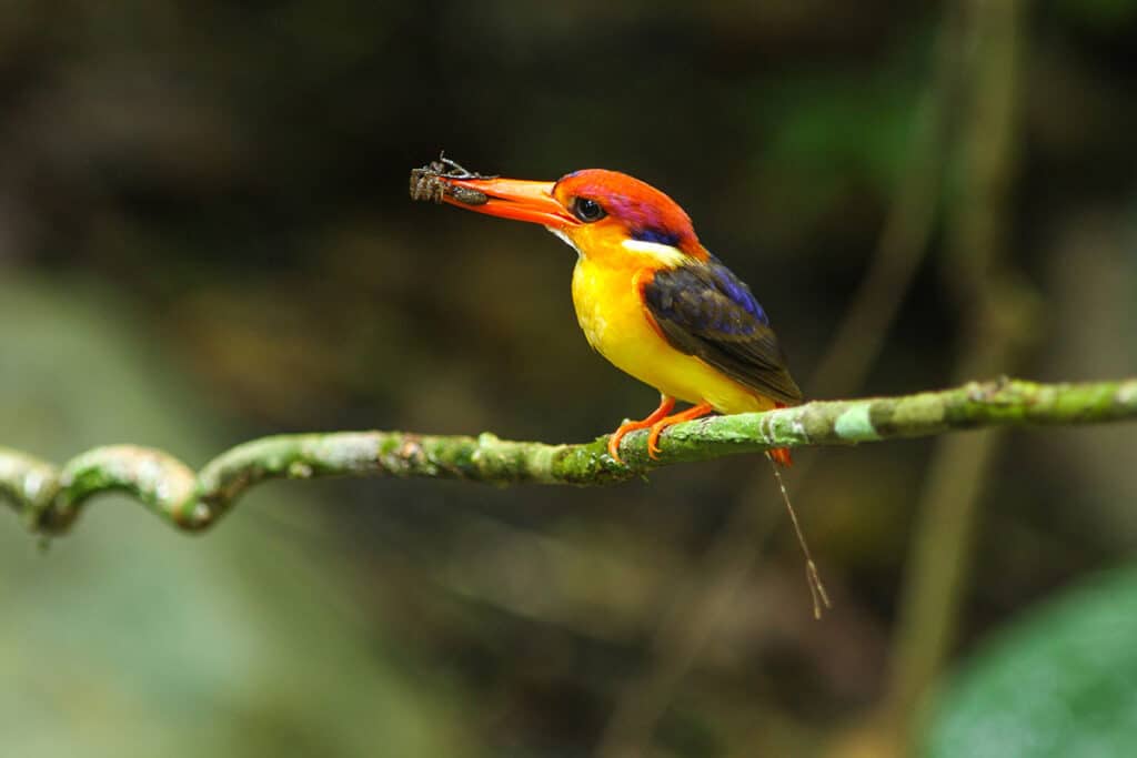 Oriental dwarf kingfisher, Khao Sam Roi Yot