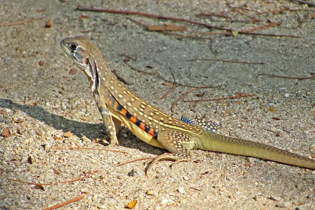Butterfly lizzard in khao sam roi yot